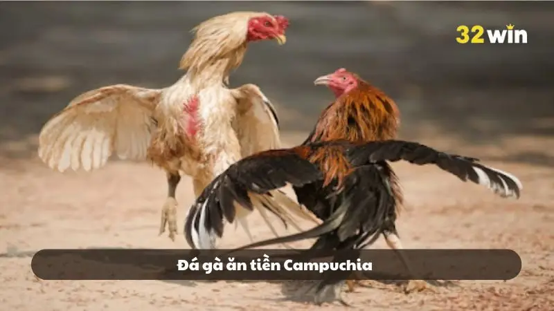 Đá gà ăn tiền Campuchia
